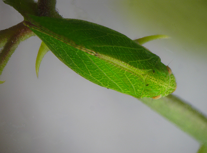 Acanalonia conica